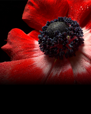Nærbilde av en blomst