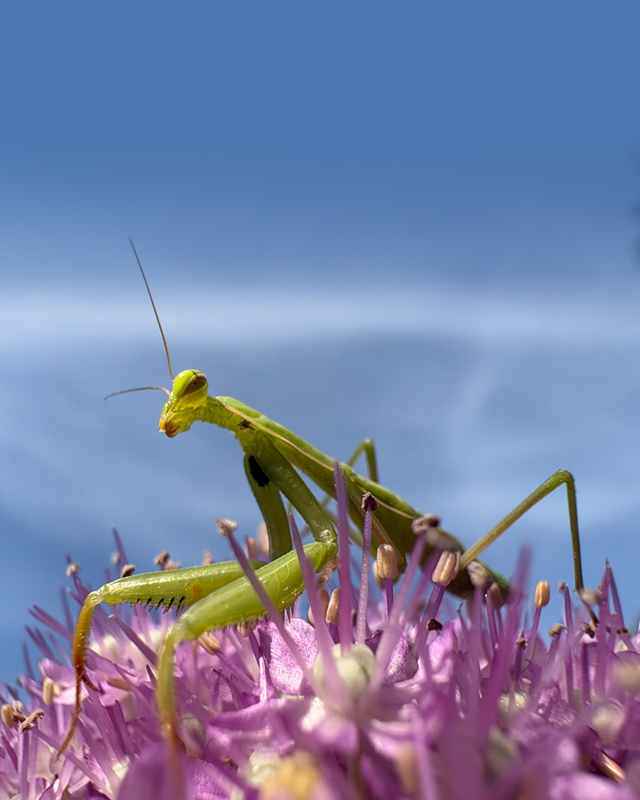 Nærbilde av en kneler som sitter på lilla blomster